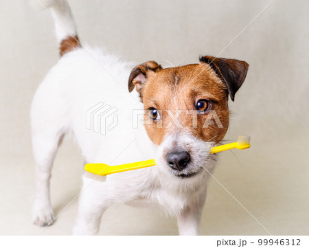 Dog holding in mouth toothbrush. Think about dog's teeth health and dental care concept 99946312