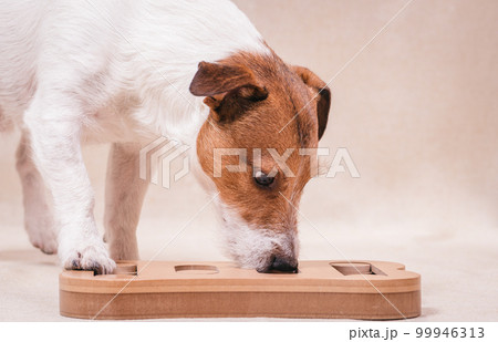 Dog playing sniffing puzzle game for intellectual and nosework training 99946313