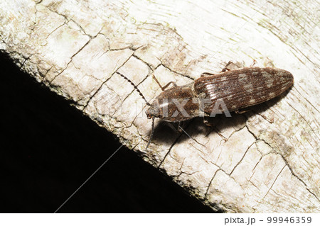 シモフリコメツキの一種 シモフリコメツキの一種 99946359
