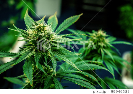 Closeup cannabis plants with gratifying full grown buds ready for harvested. 99946585