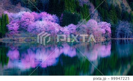 中綱湖の桜 99947225