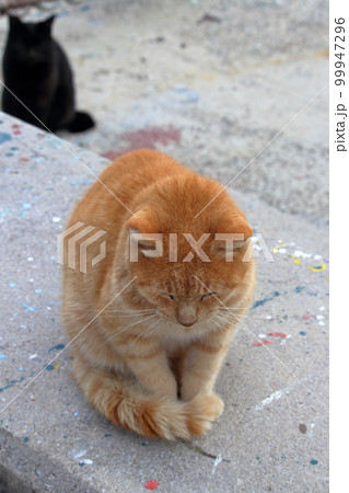 男木島　猫たちの日常　（香川県　高松市） 99947296