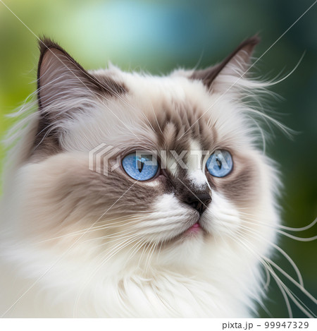 Realistic blue eye ragdoll cat on ravishing natural outdoor background 99947329