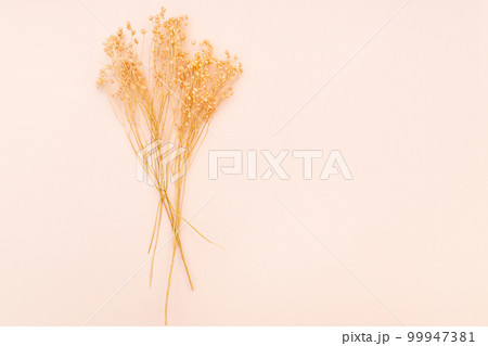 bunch of natural dried twigs of plant on pink 99947381