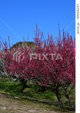 冬の佐布里梅林 99948297