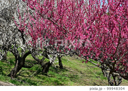冬の佐布里梅林 99948304