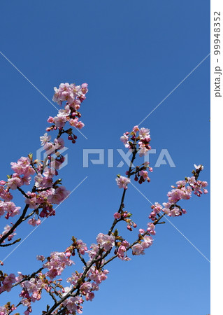 冬の佐布里梅林 99948352