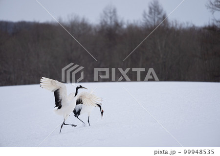 Two red-crowned cranes are dancing on the snow. Two red-crowned cranes are dancing on the snow. 99948535