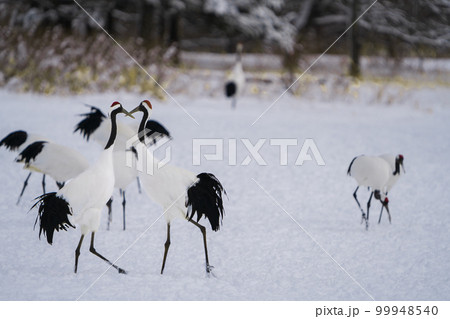 A group of red-crowned cranes stand in the snow for food or rest. 99948540