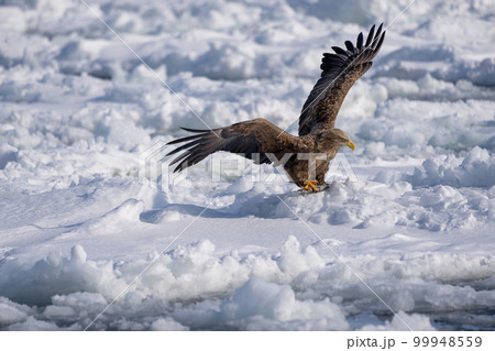 A white-tailed hawk spreads its wings. It catches a fish with its claws. 99948559