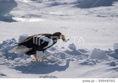 A Steller sea eagle is on the snow with a fish in its beak. A Steller sea eagle is on the snow with a fish in its beak. 99948560