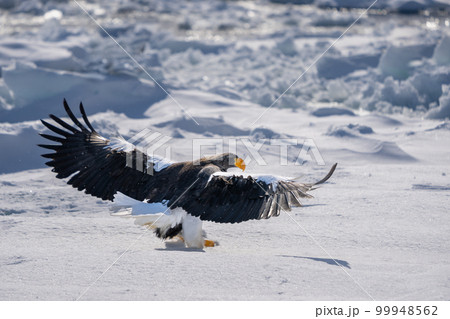 Steller's sea eagle spread its wings and landed on the snow. Steller's sea eagle spread its wings and landed on the snow. 99948562