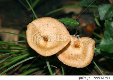 暗い森の肥沃な土壌にナラタケモドキキノコ（アウトドアフィールド菌・キノコ類マクロ撮影） 99948794