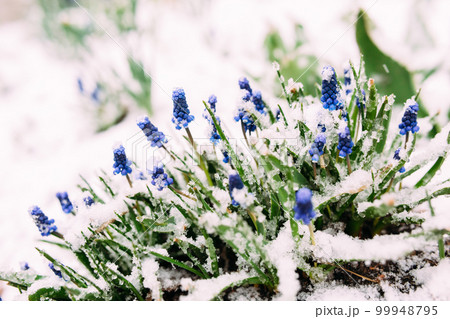 First Blue Grape Hyacinth. Flowers Muscari in spring garden under snow. First Blue Grape Hyacinth. Flowers Muscari in spring garden under snow. 99948795