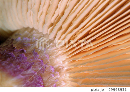 Wild Mushroom, Sierra de Guadarrama National Park, Spain 99948931