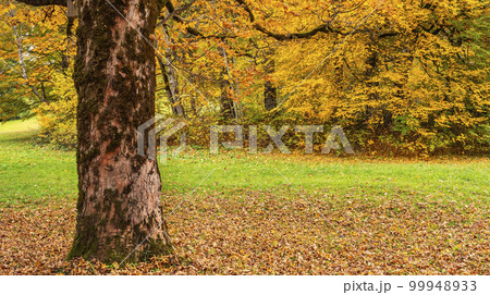 Autumn Mixed Forest, Oberammergau, Germany 99948933