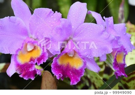 ガーデニング　冬の温室 99949090