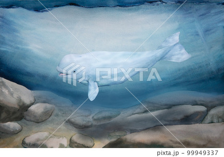 watercolor illustration of north sea landscape, underwater world, white wale 99949337