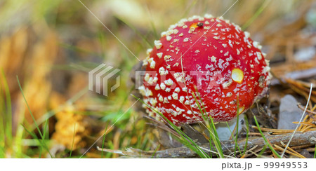 Fly Agaric, Sierra de Guadarrama National Park, Spain 99949553