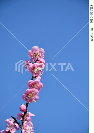 ミチシルベ　道知辺　紅梅 99949788