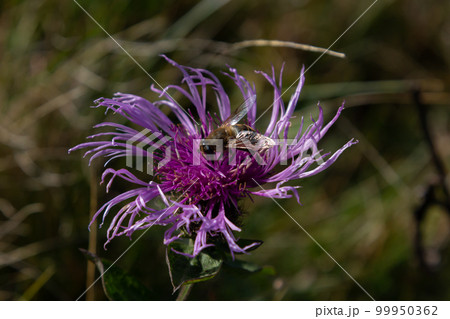 brown cornflower Centaurea jacea and a bee sitting on a flower on a summer day 99950362