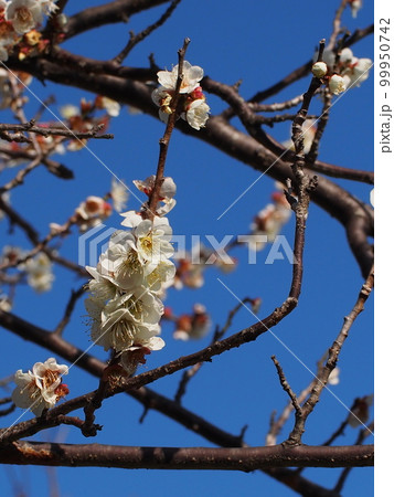 一重の白い花をつけた梅の枝（田の神様の境内にあった白梅）の写真素材