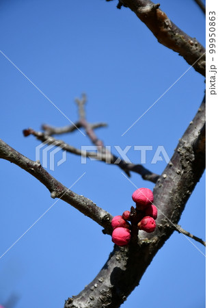 リンシバイ 淋子梅 紅梅 リンシバイ 淋子梅 紅梅 99950863