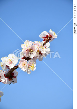 ソウリウメ 佐布里梅 淡紅梅 ソウリウメ 佐布里梅 淡紅梅 99951417