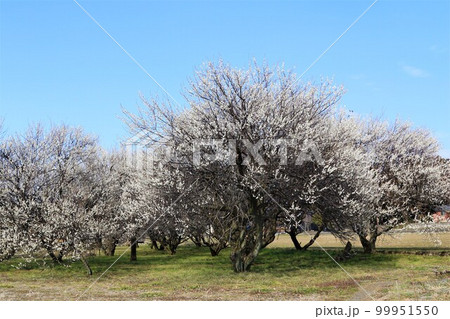 ゆずの里毛呂山町の早春を彩る満開の梅と青空の風景 99951550