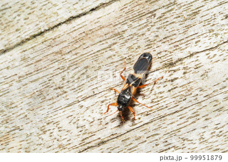 コガシラコバネナガカメムシ 99951879