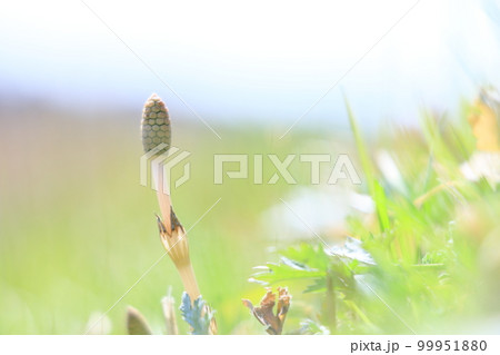 つくしんぼう 99951880