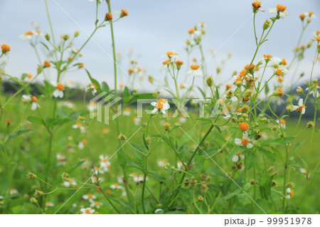 Beautiful little white bidens pilosa flowers blooming in winter Beautiful little white bidens pilosa flowers blooming in winter 99951978
