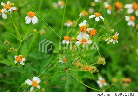 Beautiful little white bidens pilosa flowers blooming in winter 99951983