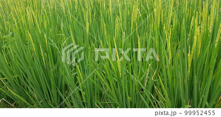 Green and beautiful paddy rice field, farming the rice, rice plantation, paddy plantation in asia Green and beautiful paddy rice field, farming the rice, rice plantation, paddy plantation in asia 99952455
