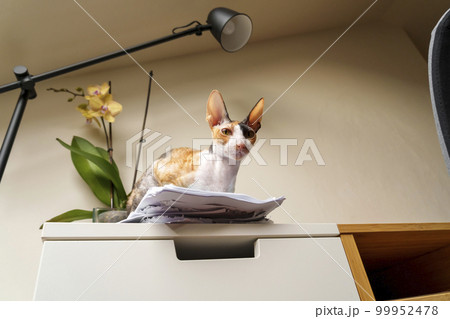 Beautiful domestic Cornish Rex cat in the home room 99952478
