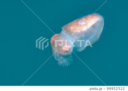 コブシメ 99952522