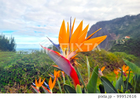 View of blooming Strelitzia. Strelitzia is a tropical flower. View of blooming Strelitzia. Strelitzia is a tropical flower. 99952616