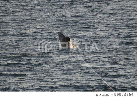 Southern Right whale swimming on the surface, Southern Right whale swimming on the surface, 99953264