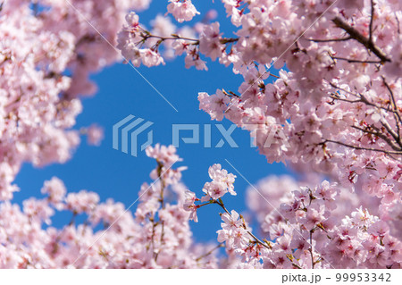 お花見　満開の桜と見上げた青空 99953342