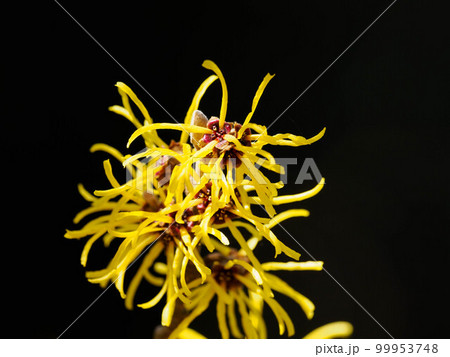 早春に咲くシナマンサク 99953748