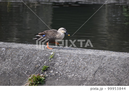 川辺を歩く一羽のカモ 川辺を歩く一羽のカモ 99953844