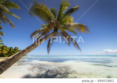 Boats and tropical beach in caribbean sea, Saona island, Dominican Republic 99953862