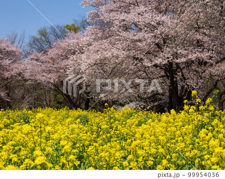 春の陽気に誘われて 菜の花と桜の競演 春の陽気に誘われて 菜の花と桜の競演 99954036