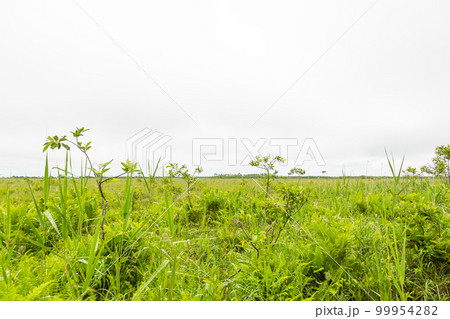 釧路湿原からの風景 99954282