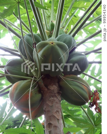 パパイヤ(パパイア)の果実 パパイヤ(パパイア)の果実 99954340