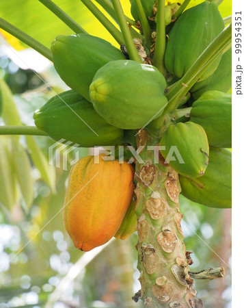 パパイヤ（パパイア）の果実 99954351