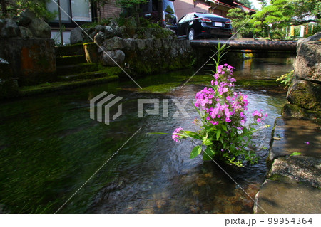 地蔵川（醒井宿）の清流に活けられた、夏の花 99954364
