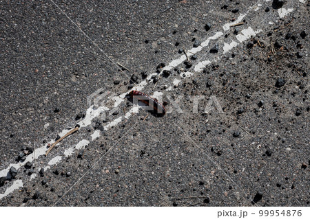 caterpillar crawls on the asphalt caterpillar crawls on the asphalt 99954876