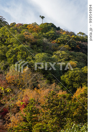 日本　大阪府箕面市にある箕面公園の紅葉した木々 99954994