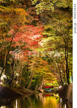 日本　静岡県周智郡森町にある小國神社のライトアップされた紅葉 99955644